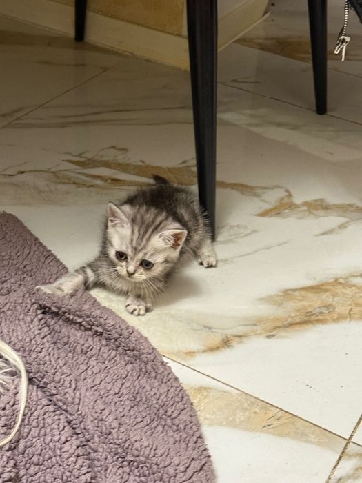 Шотландські кошенята