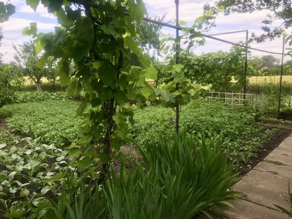 Продажа дома Васильковка