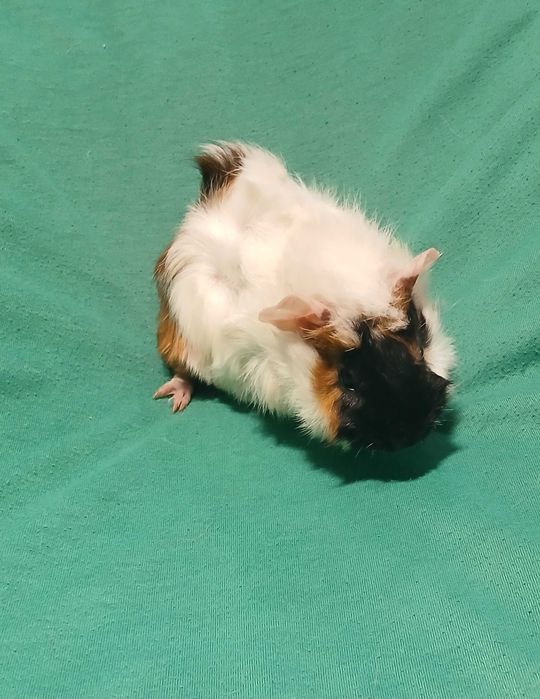 Морська Свинка, розетка.