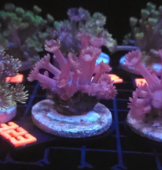 Goniopora lobata DARK MAGENTA (323) [Koralowce LPS]