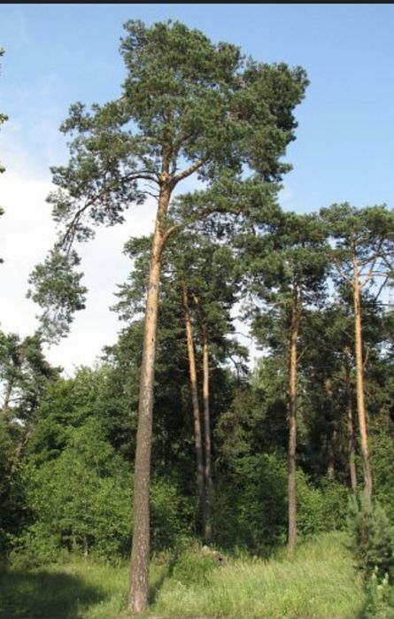 Wycinka drzew TANIO !!!