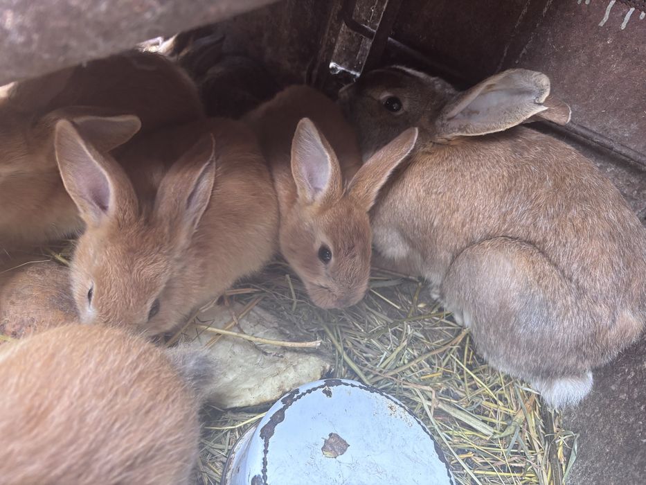 Продам кролів різного віку