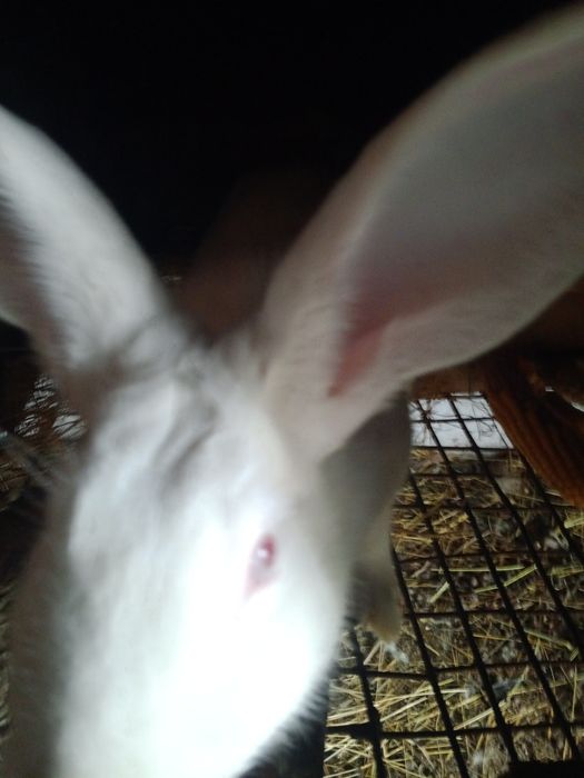 Продаж кроликів термонці