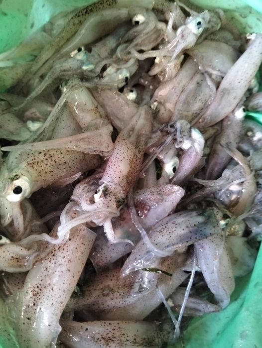 Lula de bico para pesca