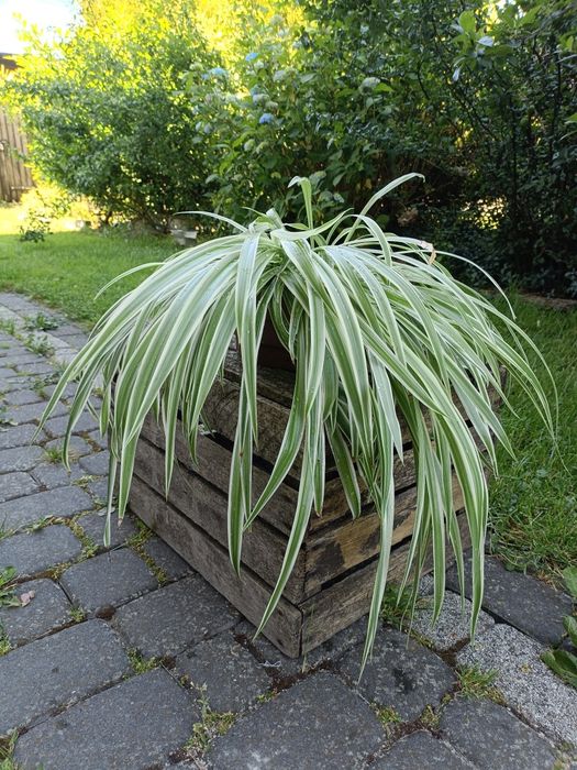 Zielistka kwiatek doniczkowy