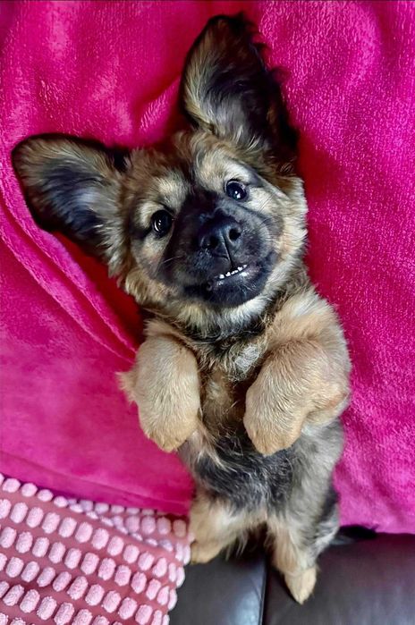 Maluch do adopcji - Lukrecja!