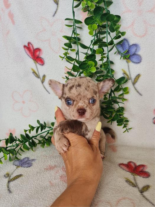 Excelente  menino mini Chihuahua/Chiuaua de Qualidade. Lunhagem Russa