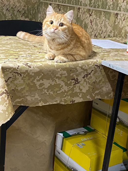 Шукаємо нових господарів для тваринки