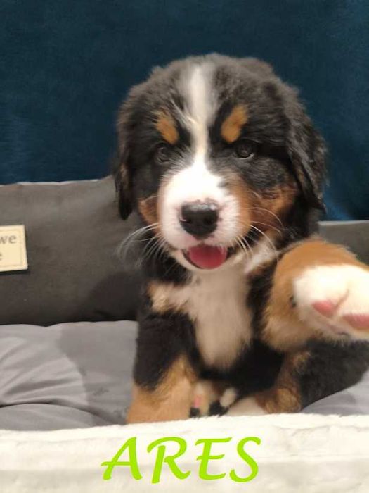 Berneński Pies Pasterski z rodowodem Magnusiowe Wzgórze