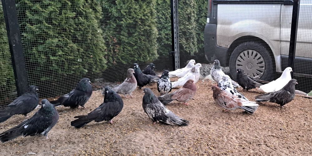 Orliki mikolajewskie nikolajewskie tarczowe