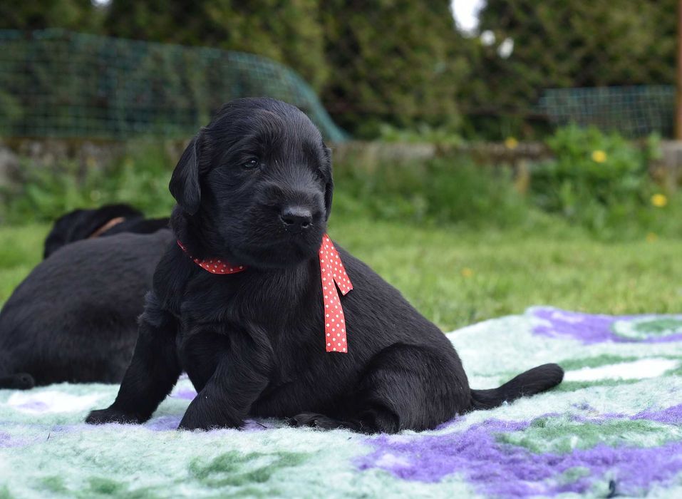 Flat Coated Retriever - cudowna czarna dziewczynka ZKwP/ FCI