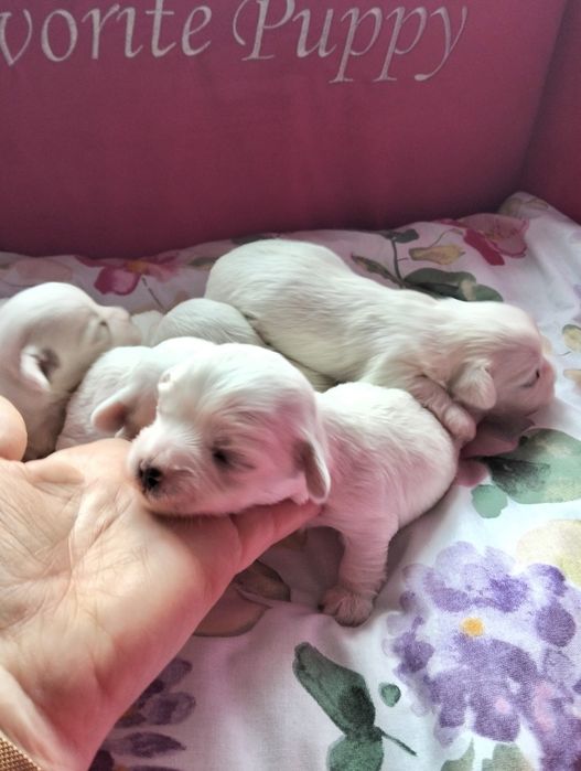 Sprzedam piękne białe maltańczyki suczki