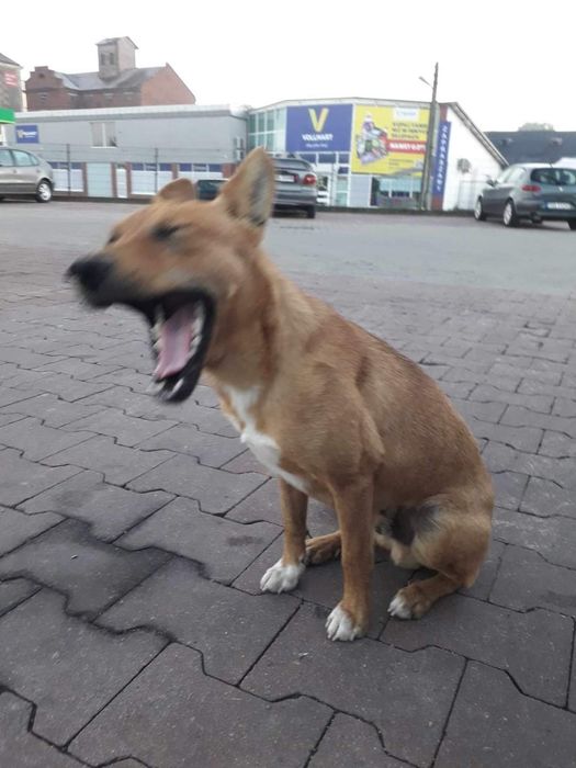 Młoda nie duża Sunieczka Hania szuka domku