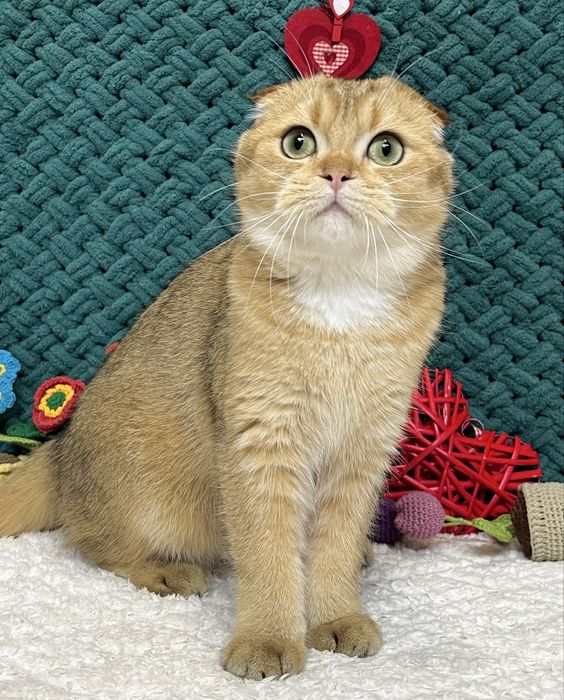 Шотландська киця