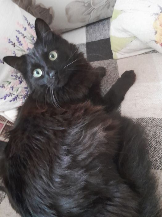 Домівка для кота Лео!!!