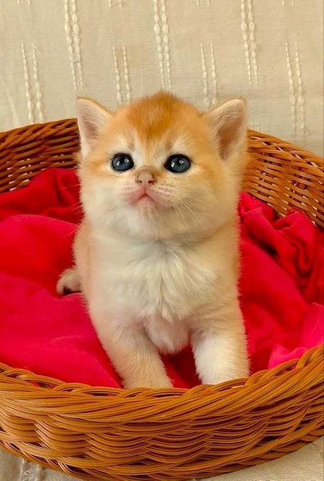 Шотландские котята (ЗОЛОТАЯ ШИНШИЛЛА)