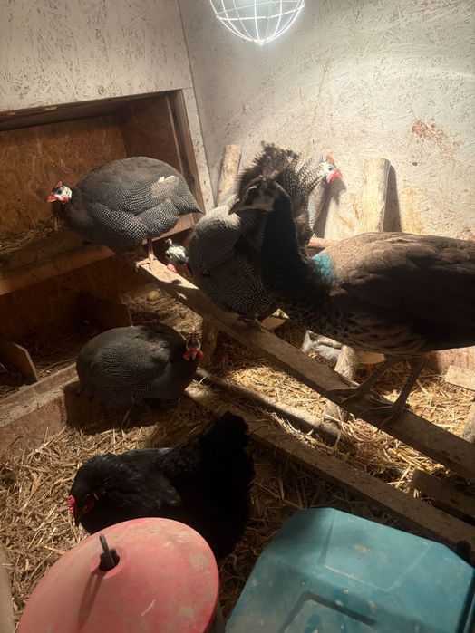 Perlik samiec perliczki 2 lata