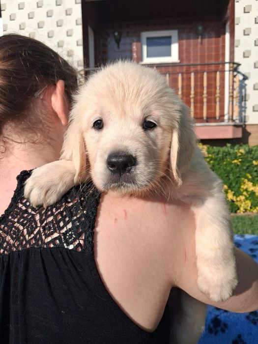 Golden Retriever Lop/Exames