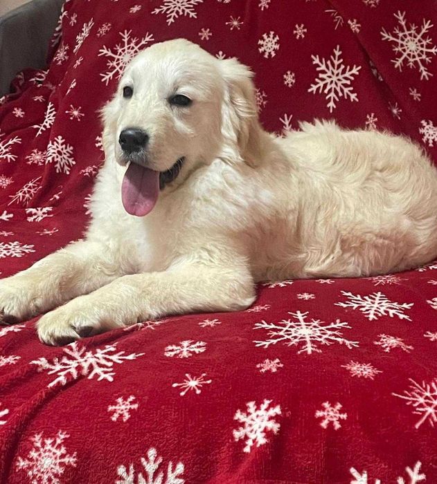 Golden Retriever*Śliczny piesek