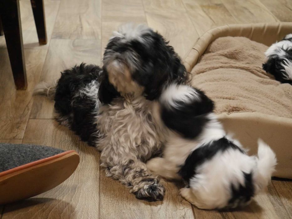 SHIH TZU -Mini Piesek