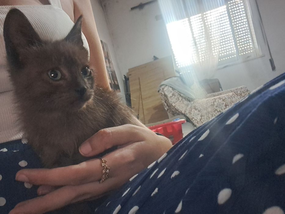 Gato bebé castanho para adoção