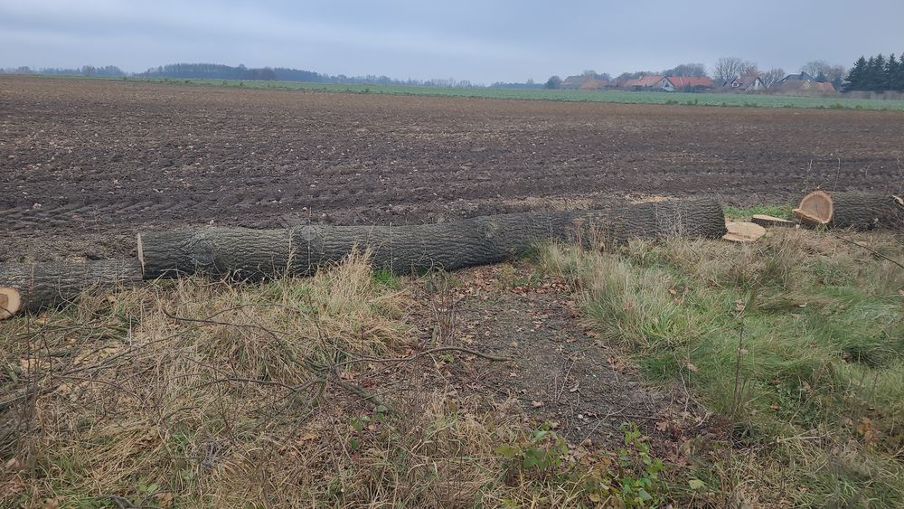 Cięcie drewna, wycinka drzew