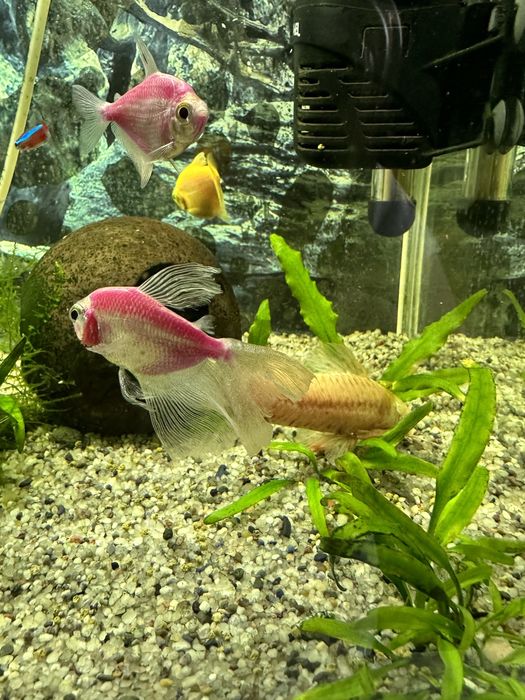 Akwarium 120 l z życiem i osprzętem