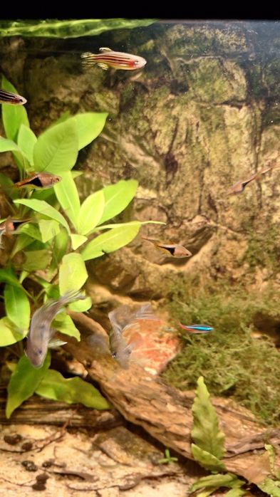 Ryby akwariowe młode