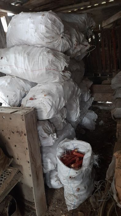Продам Чишщенные   Качаны  Кукурузы