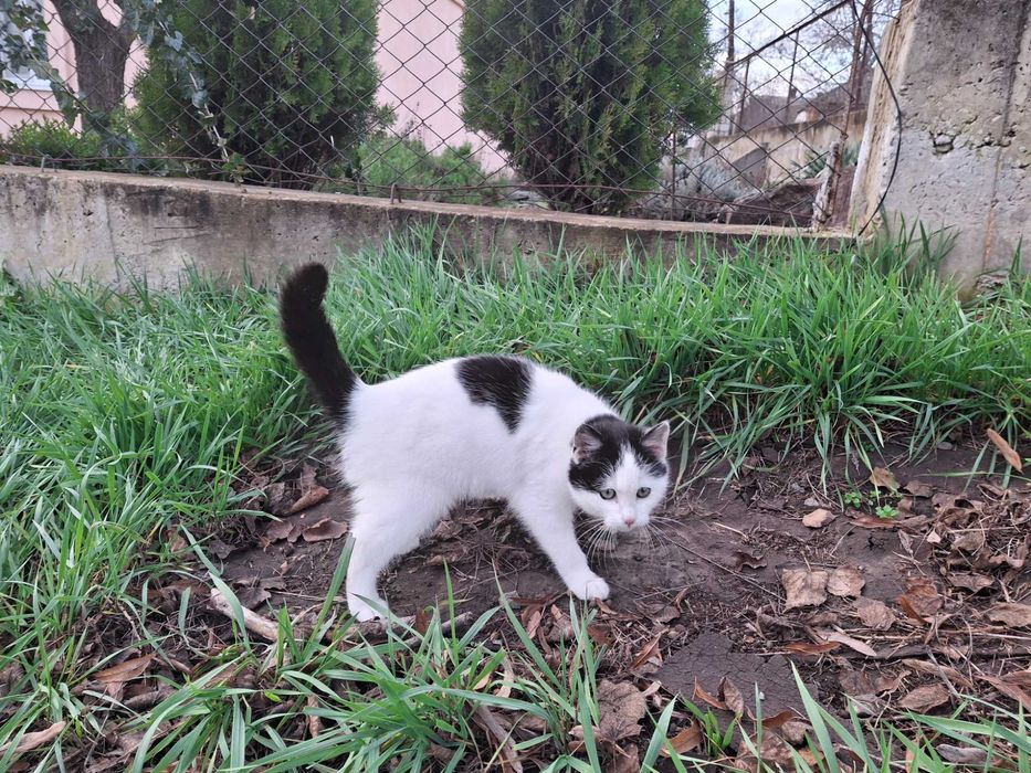 Кошечка, кошенята, котики Первомайск