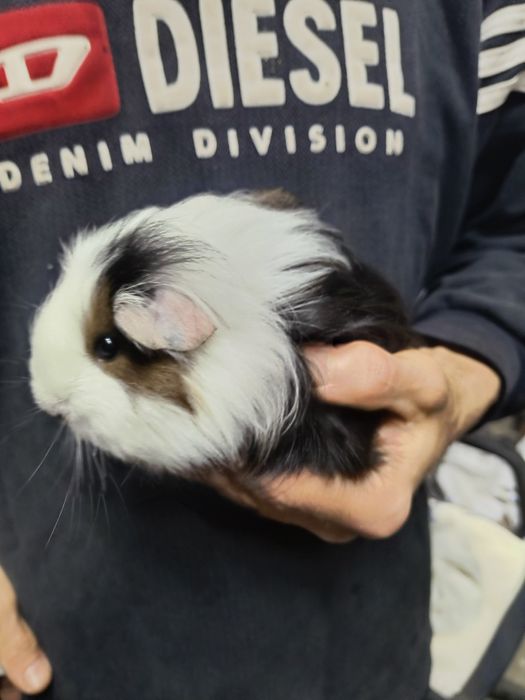 Морская свинка порода Коронет,Шелти