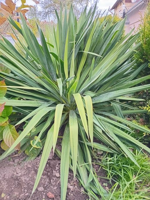 Юка садова бульби