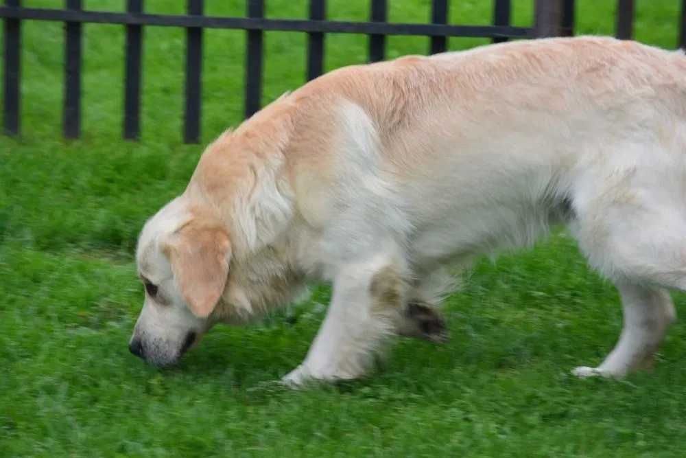 Szczeniak Golden Retriever