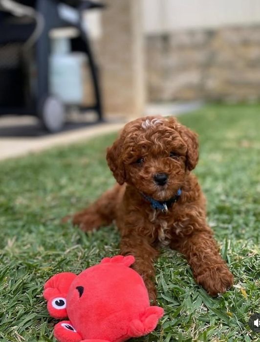 Дівчинка  той пудель !
