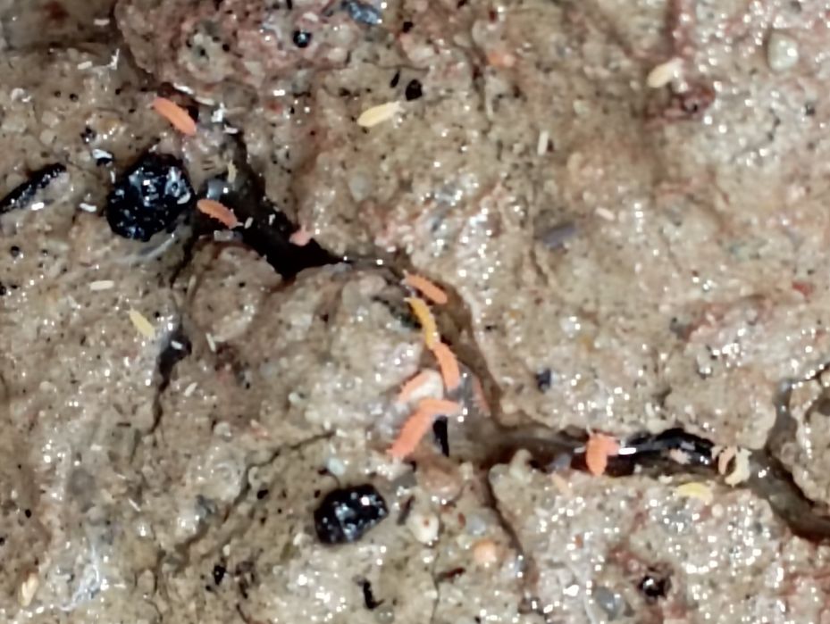 Czerwone skoczogonki yuukianura aphoruroides