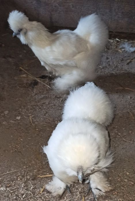 Koguty silki jedwabiste USA z 2025