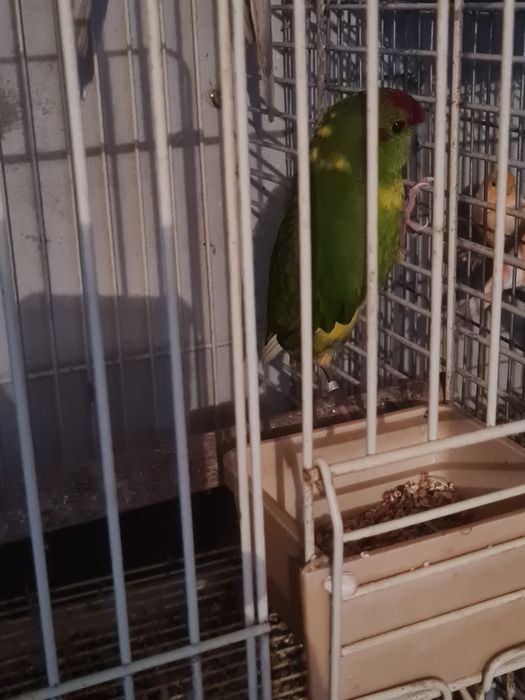 Casal Caturras adultas