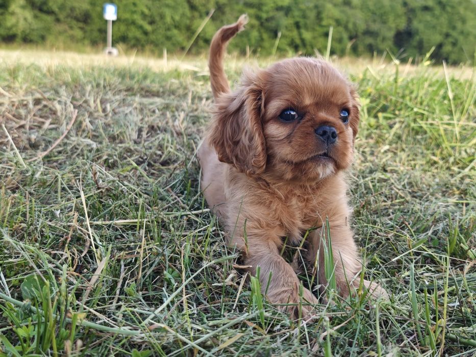 Cavalier King Charles Spaniel FCI