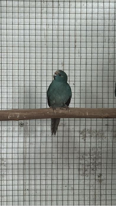 Casal Kakariki 2026 macho malhado femea azul