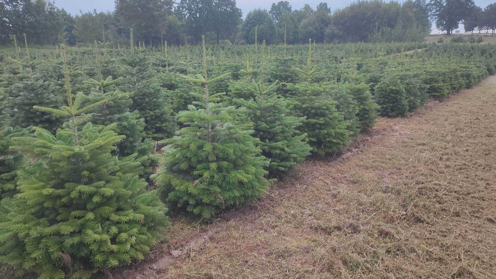 Jodła kaukaska kopana donica,plantacja choinek od producenta, choinki