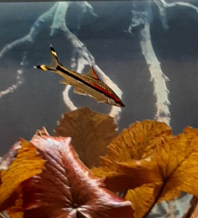 Барбуси денісоні