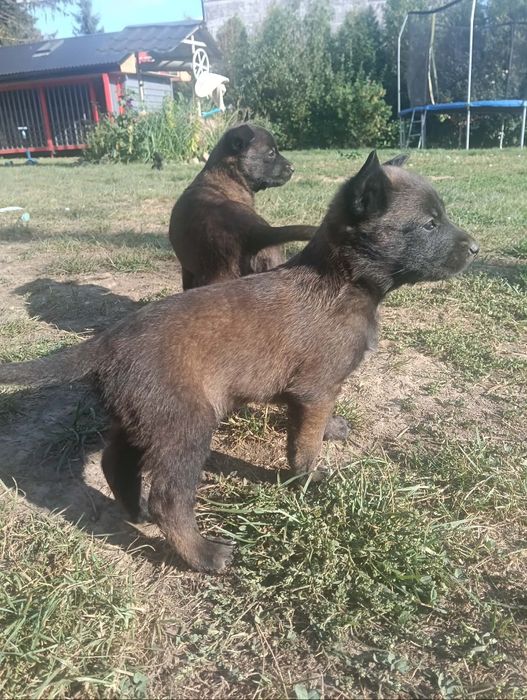 Owczarek belgijski malinois