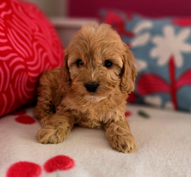 Sunia cockapoo!!