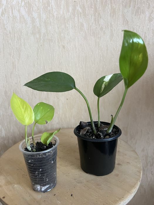 Епіпремнум. Сциндапсус.