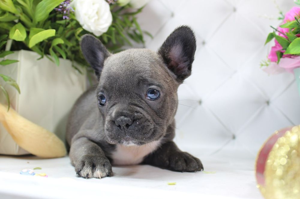 Голубі. Сірі дітки французського бульдога