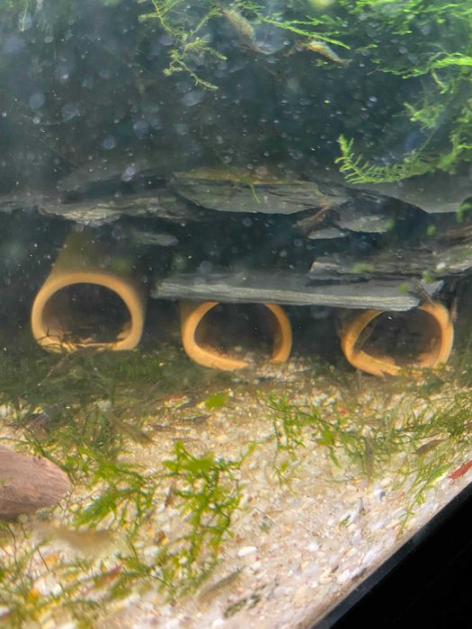 Krewetki Mech Java moss Riccia .