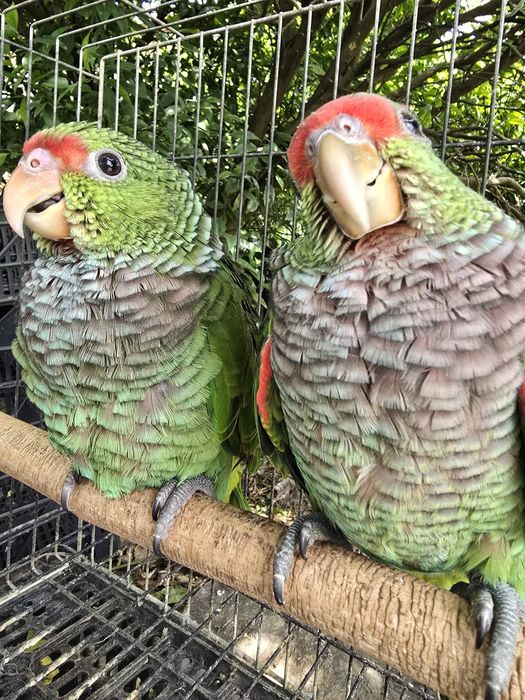 Amazona Vinacea 2025