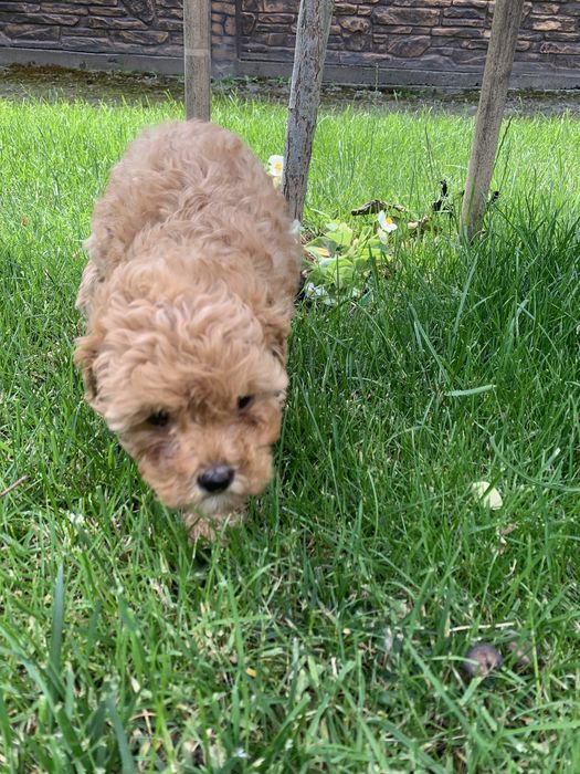 Кавапу цуценя продам.