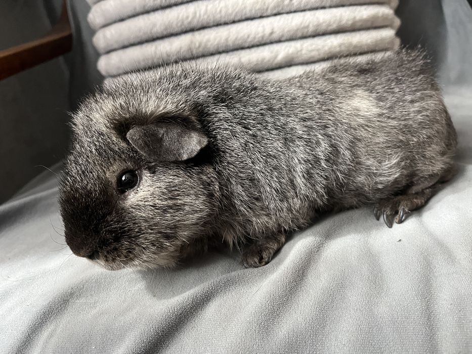 Świnka morska chlopak US Teddy