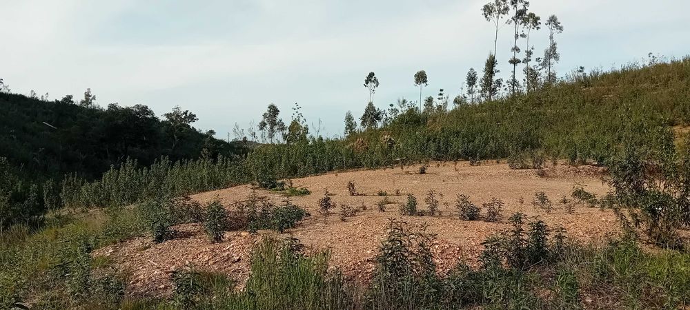 Terreno rustico a 20 kms de Monchique!